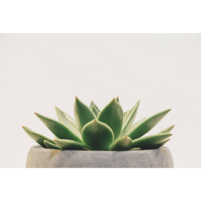 Close up of the top of a succulent.