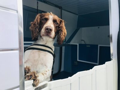 Dog Groomer East Riding, Yorkshire 3