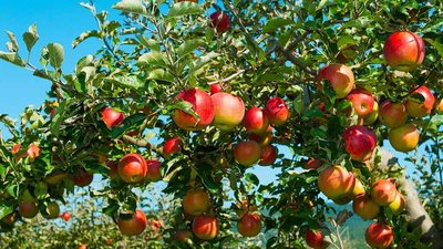 CR-Health-InlineHero-pesticides-apples-1017