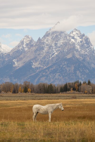Scenic landscape of the Teton mountains with a white horse grazing in the foreground captured by Jackson Hole wedding photographer.
