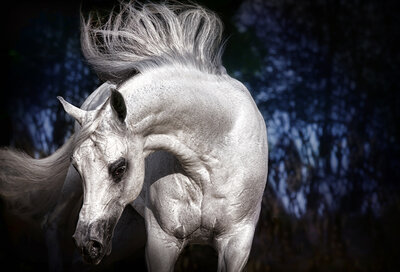 arabian stallion promotional photographer