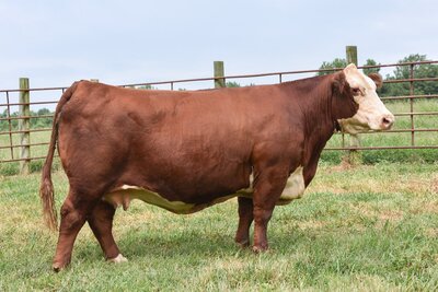 Hereford donor cow SULL Diana