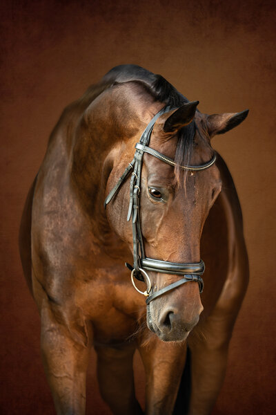 A bay horse on a warm orange-brown fine art backdrop.