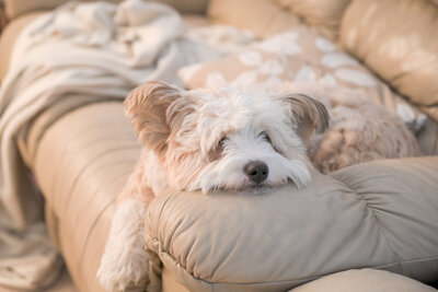 a beige hairy dog laying on the couch