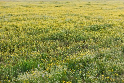 field of wild flowers