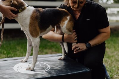 Mobile integrative veterinary care South Carolina_Burkett Veterinary Services 