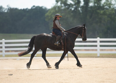 Woman Riding Fresian Horse Trotting in Arena