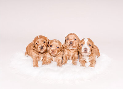 4 Cockapoo Puppies Lined Up on White Blanket