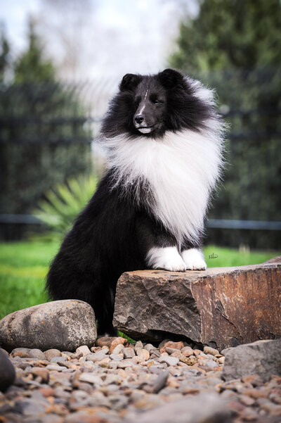 Dog Photography