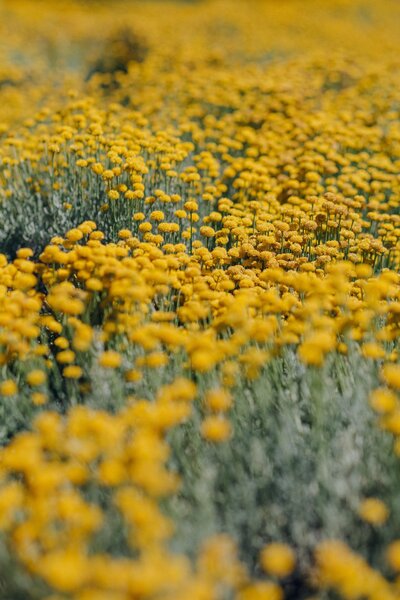 Bright and yellow flowers close up - Restoration