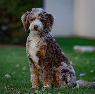 bernedoodle in texas for sale