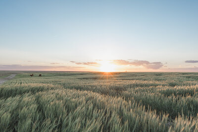 Sunset in Kansas spring