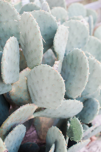 Coastal Photographer Elizabeth Friske Photography-21