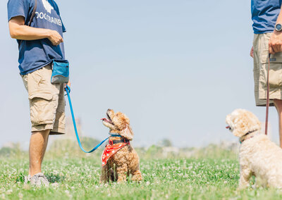 Dog looking up attentively at a Dogology University trainer during a training session at Belle Isle