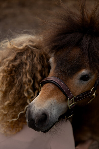 Pony kijkt over schouder van nikki tijdens een losse sessie paardencoaching.