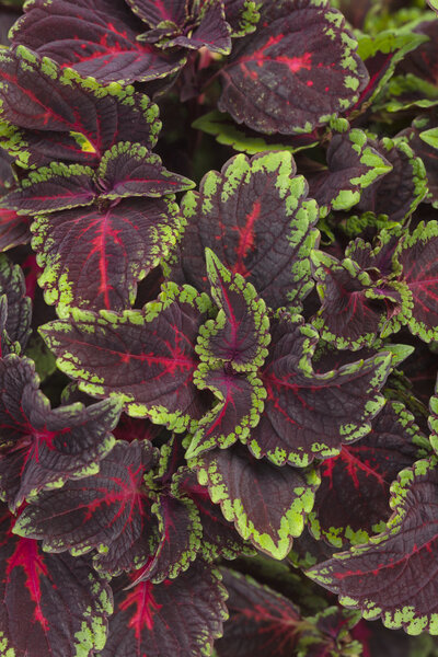 solenostemon_colorblaze_torchlight