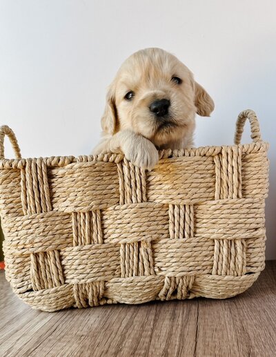 mini golden puppy at little retriever ranch  in santa barbara 93101