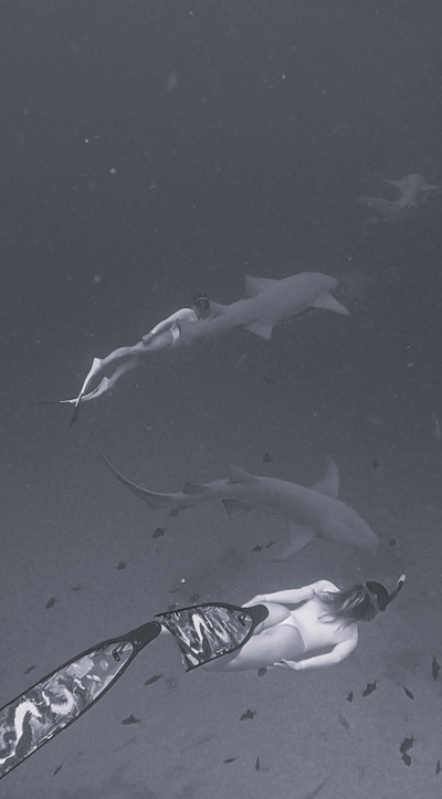 Freediving Nurse Sharks BW