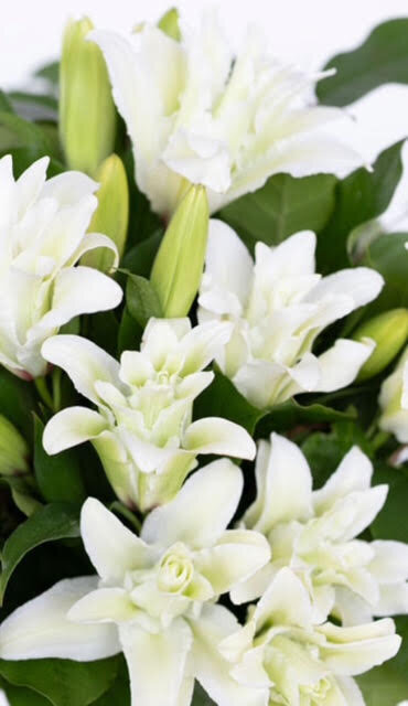 lillies 3