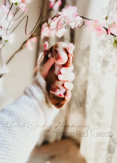 Le Fleur Poodle Puppies -165