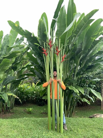 Did you know heliconia height