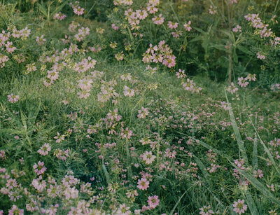 film double exposure of wildflowers, pink clover meadow, summer film photography, scent, candle, fragrance branding photography