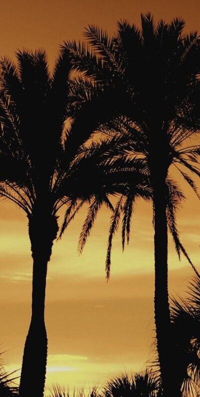 Orange and gold Florida sunset