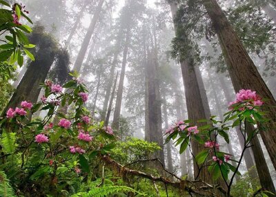 Redwood forest setting for RYS 200 therapeutic yoga teacher training California