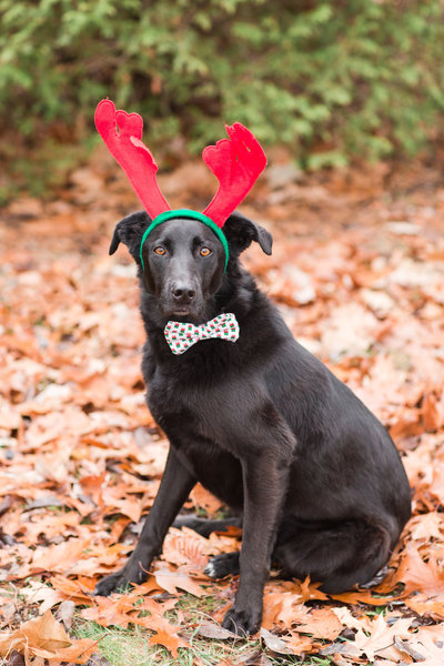 Black Lab