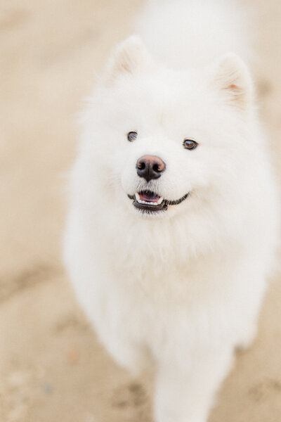 A white dog smiling