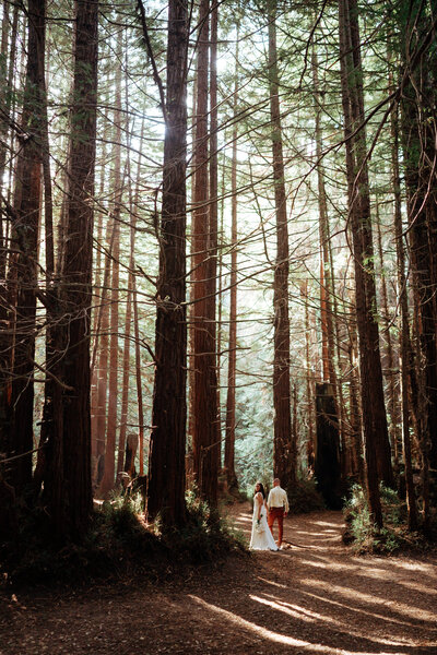 redwoods.santacruzDSC01199