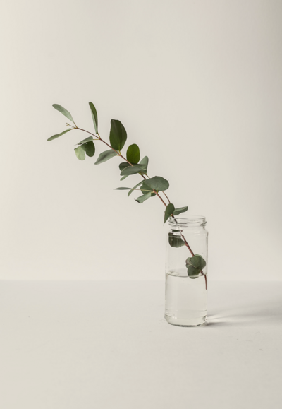 olive branch in glass jar