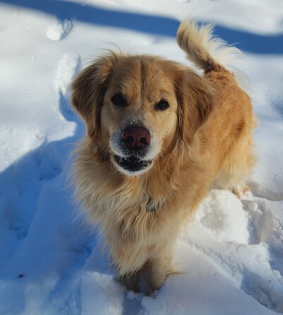 A golden retiever in the snow