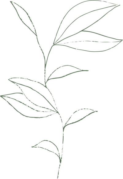 leaf illustration