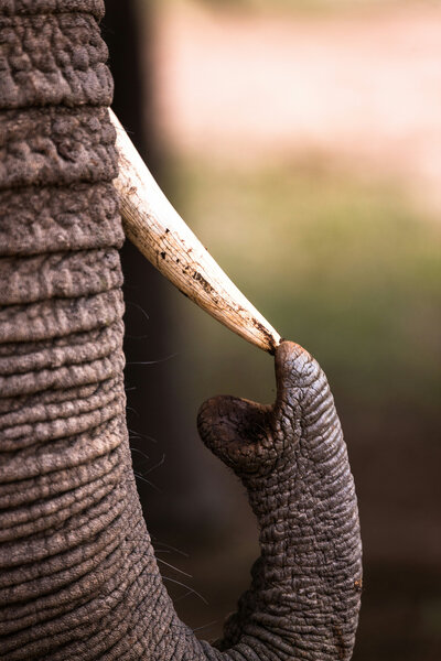 Africa Elephants