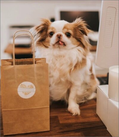 A small dog sitting with a paper bag in front of them 