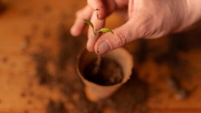 hand potting a young plant