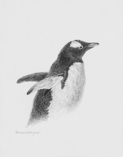 Townsend Majors' gentoo penguin graphite drawing