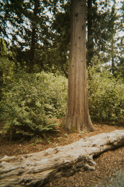 Detail shot of trees captured on a wedding day, showcasing the natural outdoor setting by NYC wedding and elopement photographer Dom Augustine.