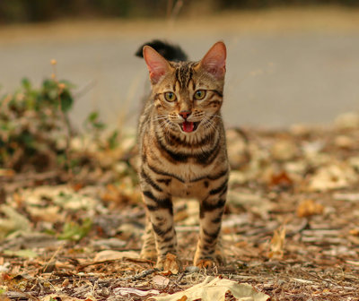 Bengal cat breeder in California , North America