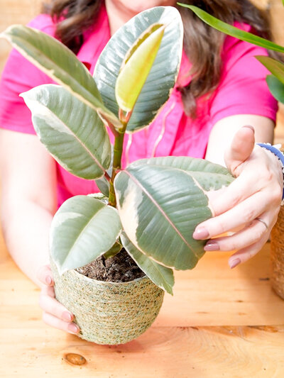 High-Light-Ficus Tineke