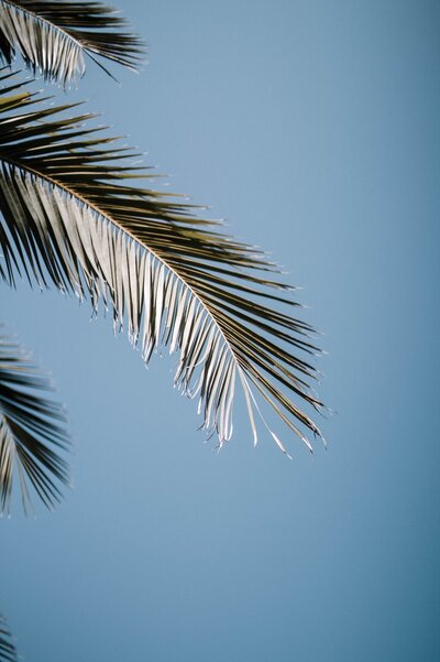 palm trees