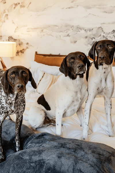 Three dogs pose during getting ready photos at Steamboat Springs mountain wedding in Colorado