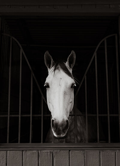 Alexandria Rraci Photography