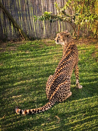 cheetah in the sunlight