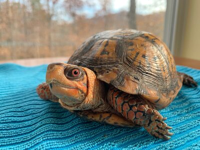 An orange adult eastern box turtle looks at the camera with red eyes. Its beak looks like it's smiling. His shell is very vibrant and his scales are also bright orange. "Athar" is written in cream text at the bottom of the image. 