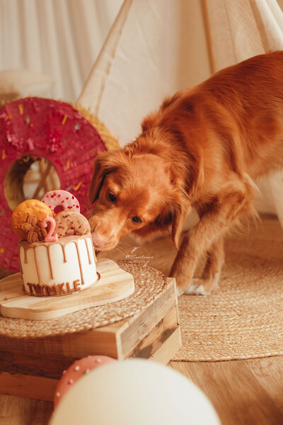 Verjaardagsfotoshoot of cakesmash fotoshoot bij hondenfotograaf in Antwerpen, regio Kempen. Deze gaat door in de daglicht studio te Geel. 