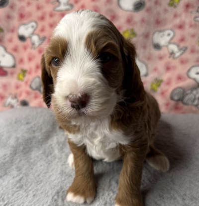 Linus - boy