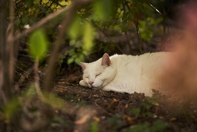 Tierkommunikation Katze