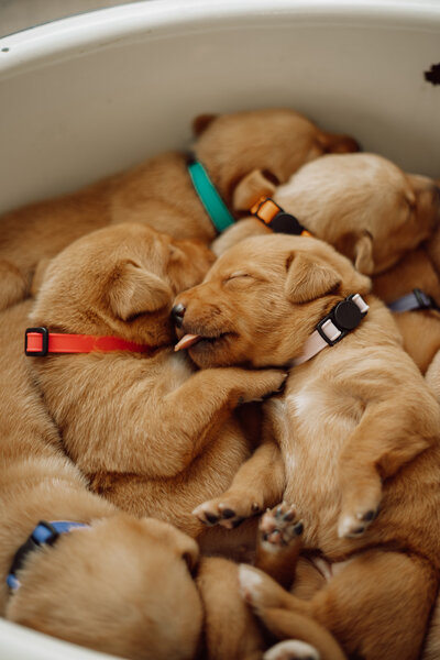 GIF of Labrador Retriever